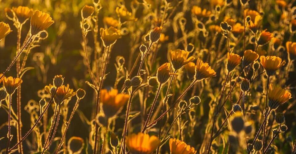 When Does Summer Start In California? A Guide To The Official Dates ...