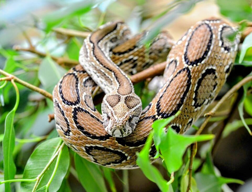 Climate change is pushing venomous snakes into new regions - NewsBreak