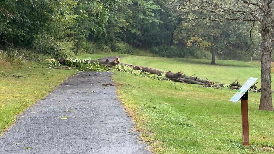 Parkland High School student who was hit by falling tree branch dies ...