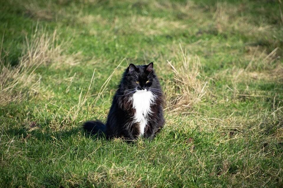10 Facts About the Robust and Cuddly Norwegian Forest Cat - NewsBreak