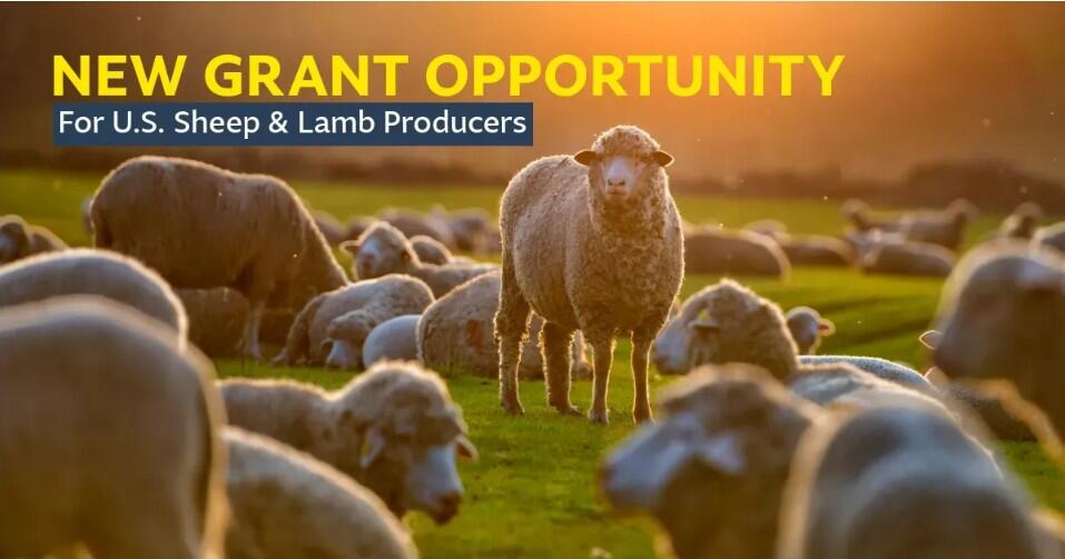 Sheep, lamb producers can apply for AMP grants - NewsBreak