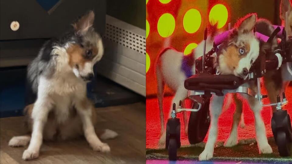 Puppy Bowl XXII winner Teigan died months before episode aired - NewsBreak
