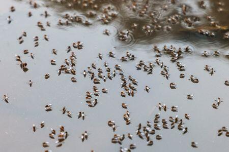 Bangladesh dengue outbreak accelerates as hospitals come under strain ...