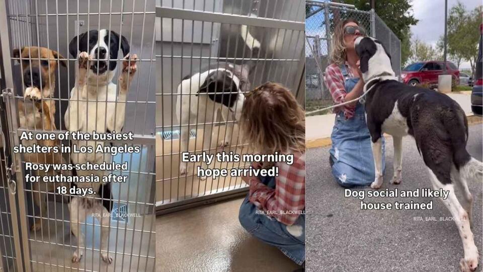 Shelter Dog on Limited Time Becomes a Life Worth Fighting For - NewsBreak