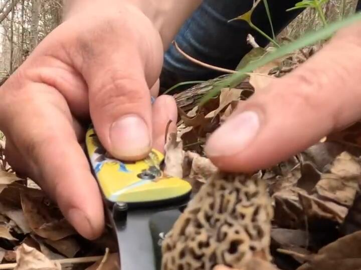 First Morel sightings in 2023! They are here! We found 30 little guys