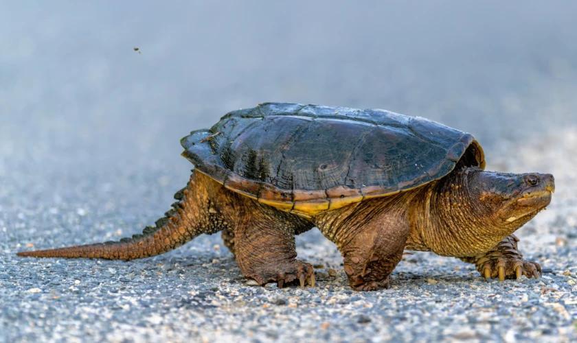 Oregon's native turtles are imperiled by invasive snapping turtles