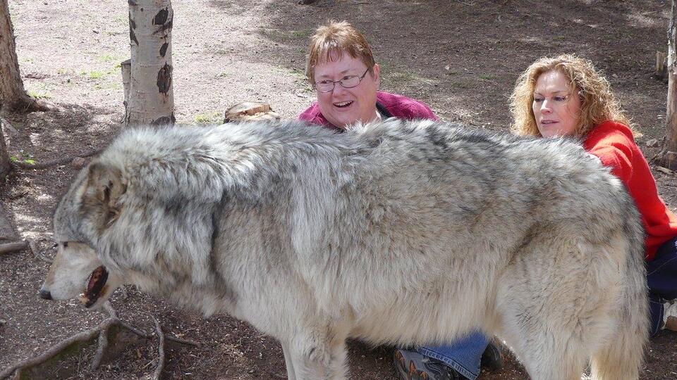 Avoid These 10 Deadly Mistakes When Camping in Wolf Country Experts ...