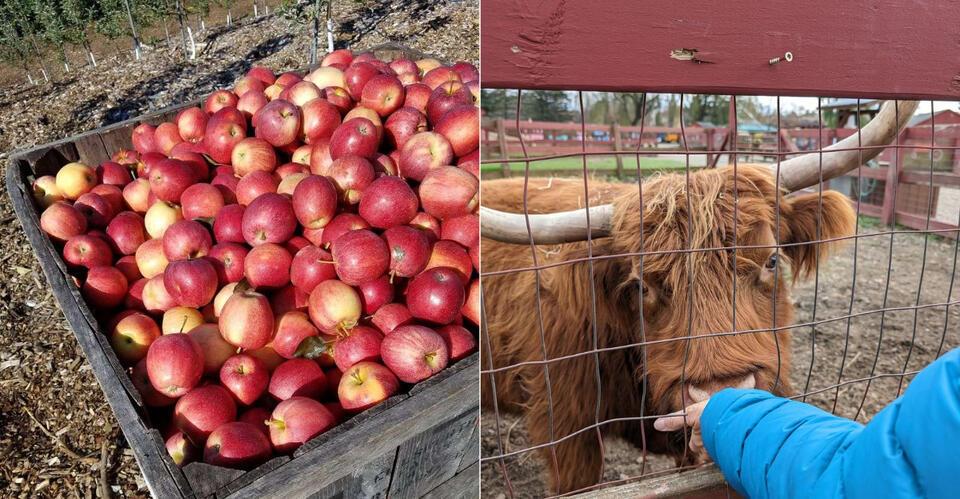 This Connecticut Farm Combines Apple Picking With A Family-Friendly ...