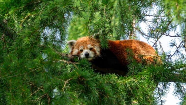 Did You Know Red Pandas Are Sometimes Called “Fire Foxes”? - NewsBreak