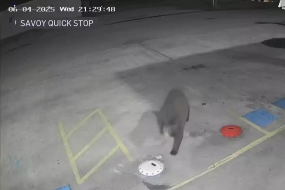 Black Bear Spotted in Texas and It’s Not as Rare as You Think - NewsBreak
