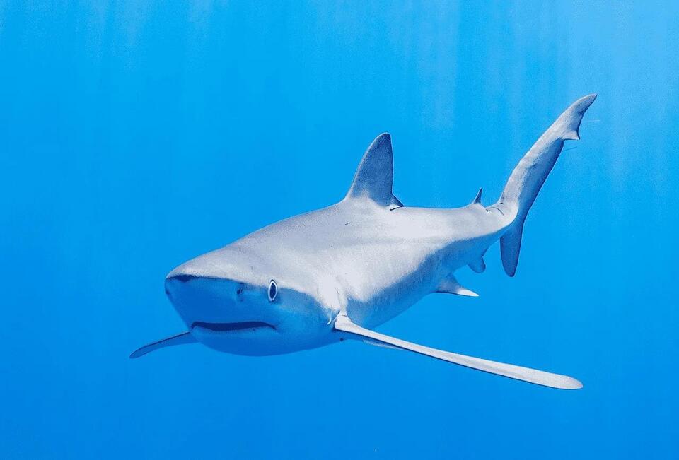 Where to Dive with Blue Sharks