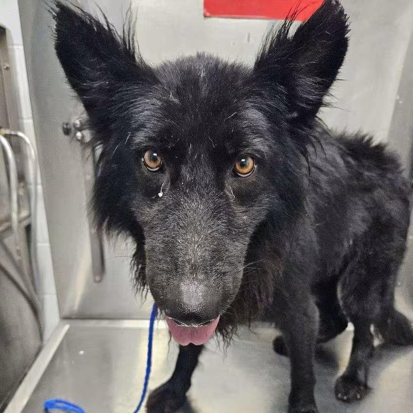 🐶 Gentle, Loyal Dogs Ready for Adoption in Jacksonville NC - NewsBreak