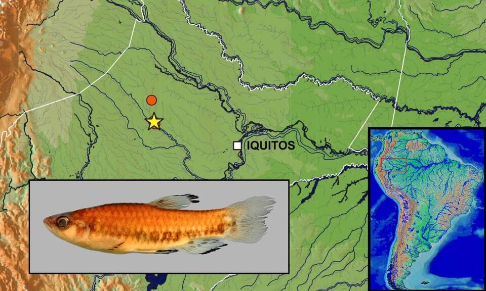 Strange new Amazon fish species discovered in a nature reserve - NewsBreak