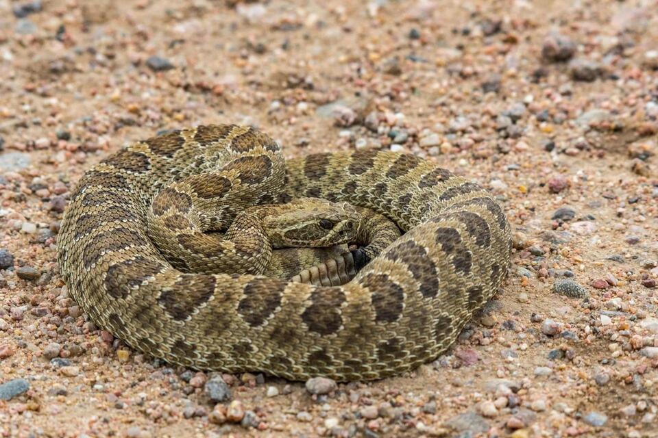 In Canada, a rattlesnake wrangler sets record after moving 211 snakes ...