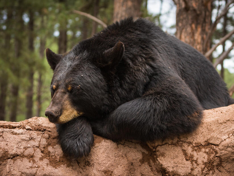 Woman Finds the Most Polite Bear on Front Porch Who Shuts the Door for Her