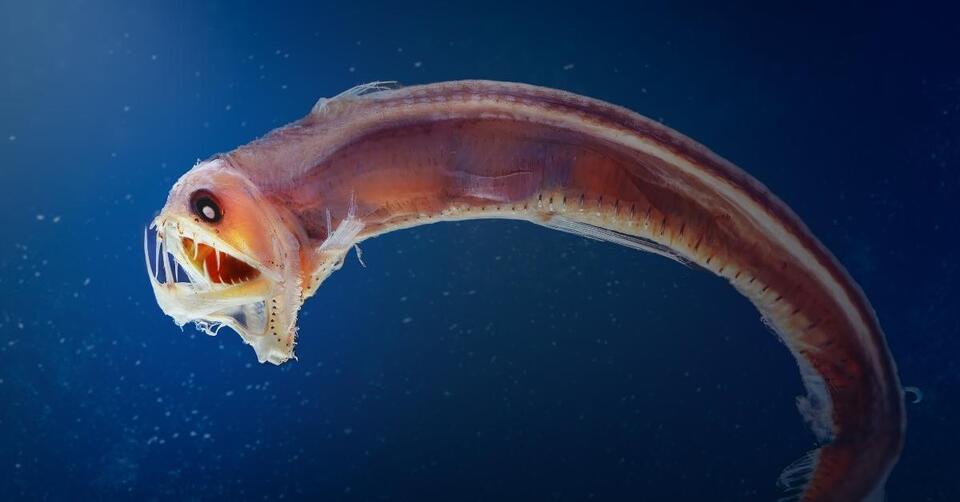 The 10 Scariest Sea Creatures That Actually Exist - NewsBreak