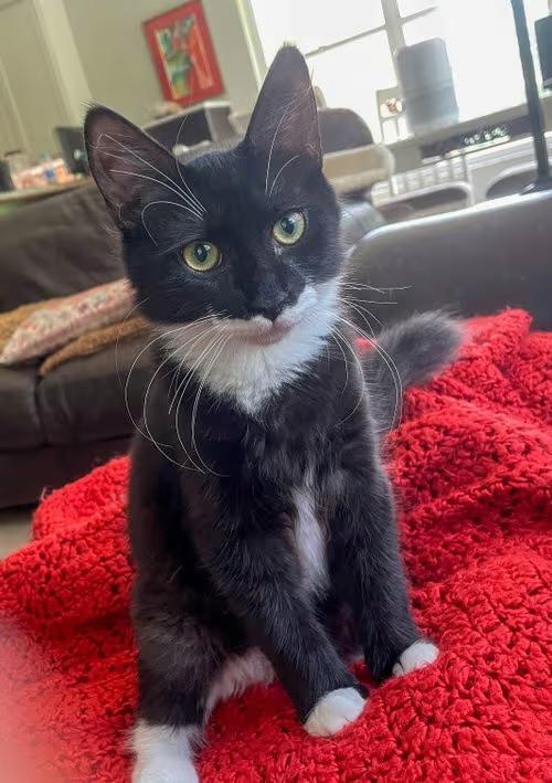 🐱 Playful Lighthouse Point Kittens Ready to Join Your Family - NewsBreak