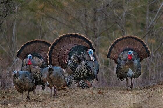 Deadlines approach for 2026 bear and turkey harvest applications ...
