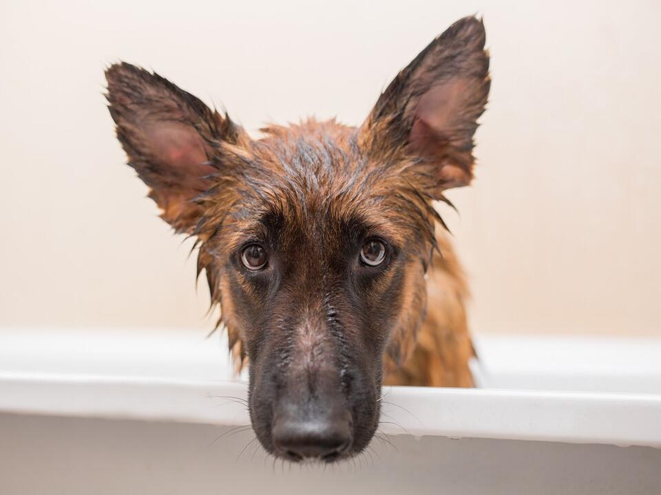 German Shepherd’s Priceless Perspective on Clean vs. Dirty Water Is So