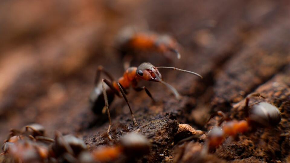 Spring & Summer 2025: Extreme Weather Spurs Increased Pest Activity ...