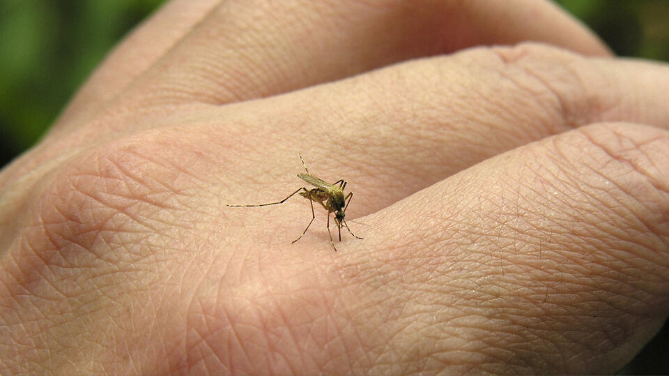 West Nile detected in Ottawa County