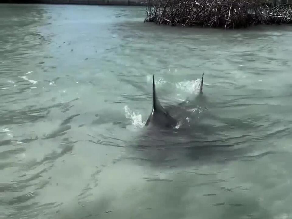 Imagine fishing and this dude just comes swimming by… I feel like it was caught somewhere in the