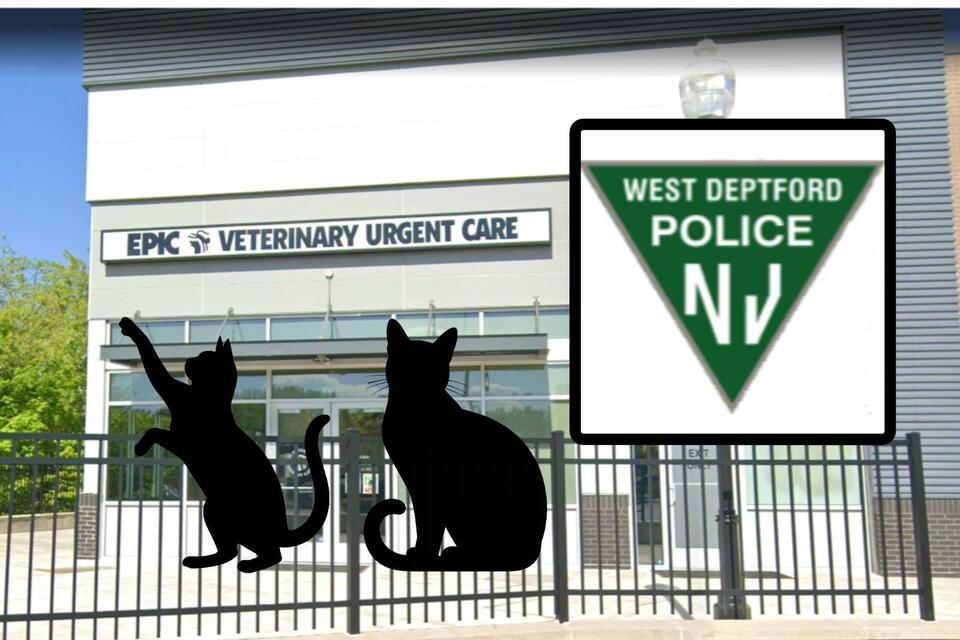 One cat lost a leg, another an eye in suspected NJ shootings - NewsBreak