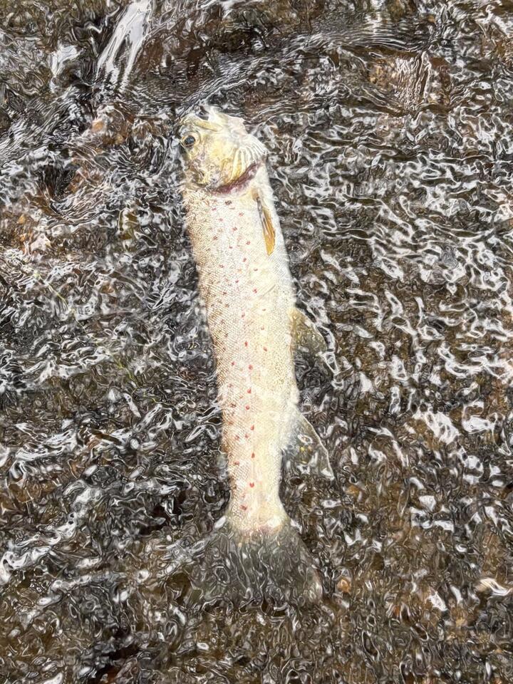 Basin Run fish kill under investigation - NewsBreak