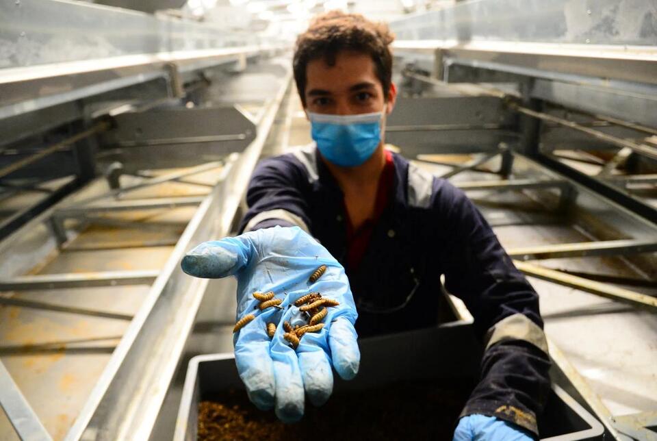 Bugs were supposed to be the future of food. Now, the insect farming ...