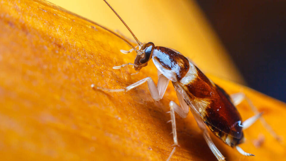 Cockroaches, old food, moldy fruit, flies & more at Wichita KS ...