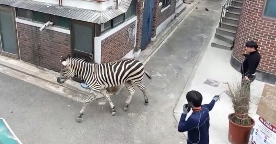 Zebra Escapes Zoo and Roams Streets of Seoul - NewsBreak