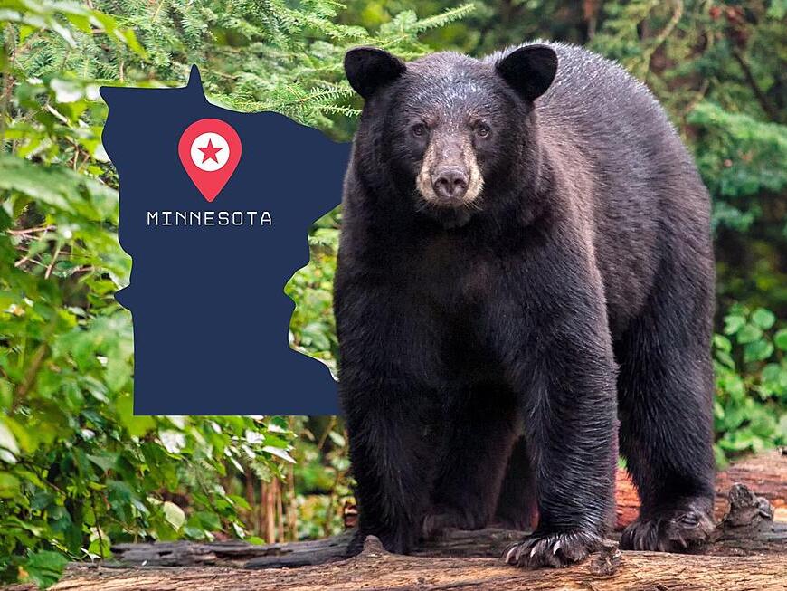 JUST RELEASED: Photos From Scary Minnesota Bear Attack