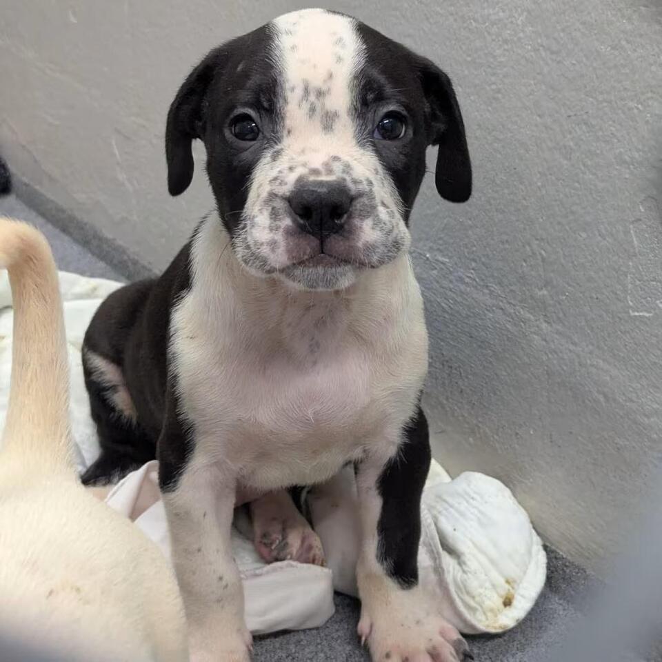 🐶 Playful Boxer Mix Puppies Ready for Adoption in Evansville - NewsBreak