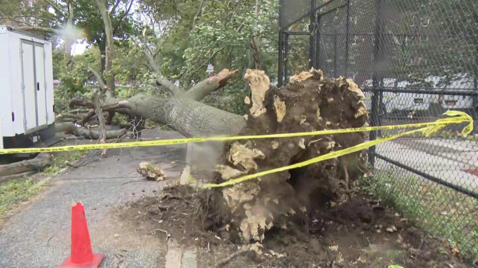 NYCHA employee killed by falling tree in Brooklyn