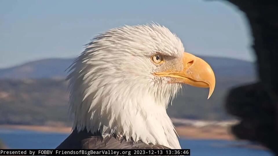 What's wrong with Jackie? Bald eagle lovers fret as raptor fights for life
