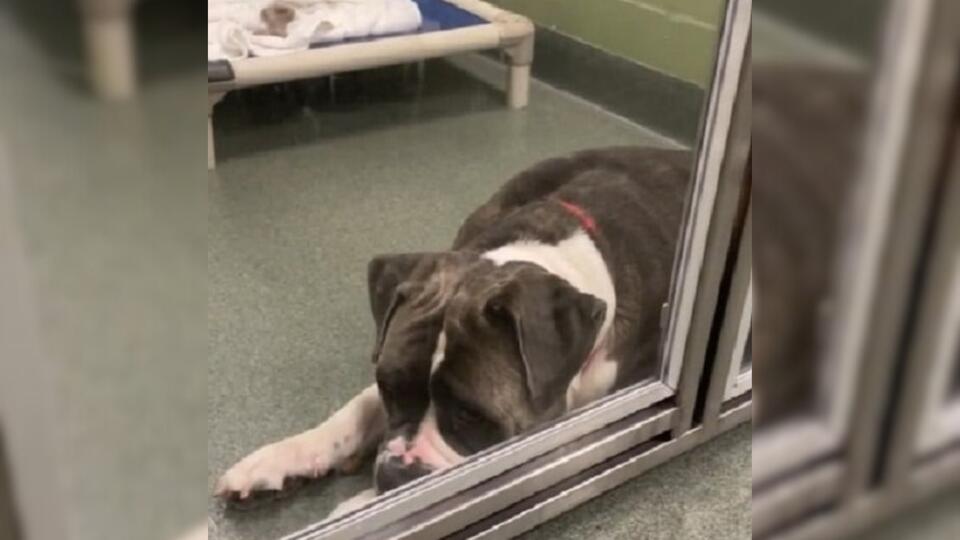 Florida Family Saw A Motionless Rottweiler Online And Drove Hours Toward Her Pain