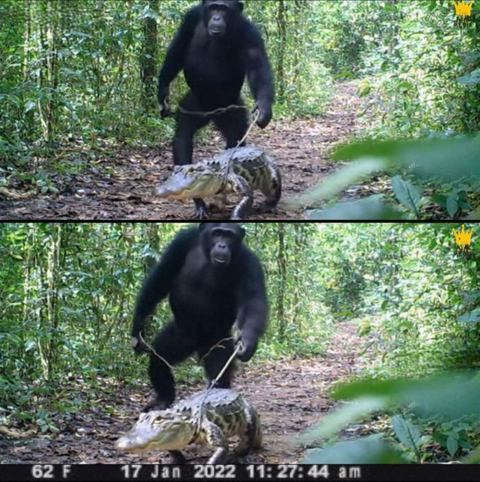 Fact Check: Chimps Are NOT Wearing Masks When Raiding Fruit Stands In ...