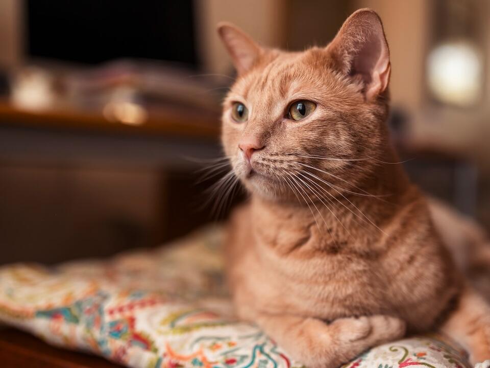 Orange Tabby Cat Has the Cutest Answer to 'What Sound Does a Pumpkin Make?'
