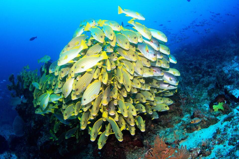 Fish have a ‘third eye’ that helps them tell the difference between up ...