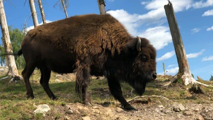Why You Should Always Respect a Lone Bison - NewsBreak