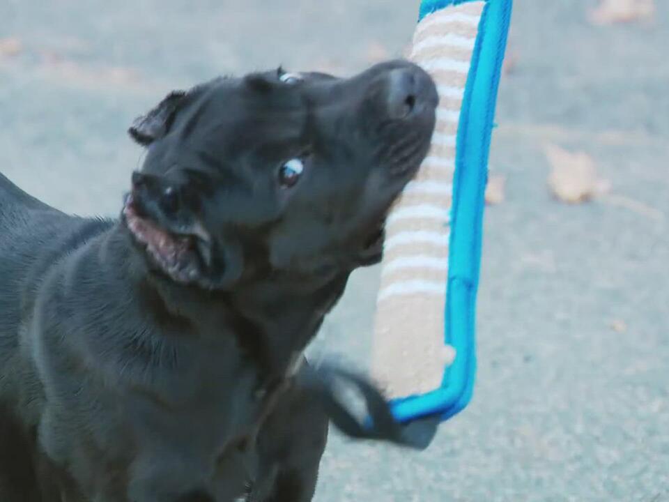 Stolen puppy 'Pepper' given back to owner