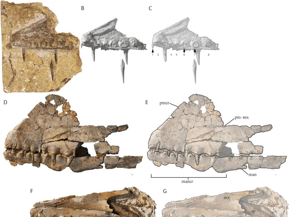 Dinosaur visual data 2
