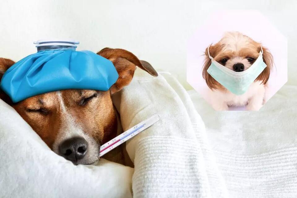 Louisiana Vets Warn About New Highly Contagious Illness In Dogs - NewsBreak