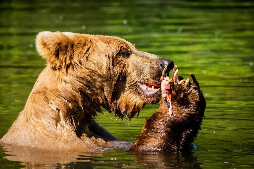 15 Mistakes That Could Put You in Danger Around Wild Animals - NewsBreak