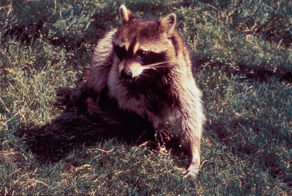 “He was released on no charges” : Internet reacts to drunk raccoon ...