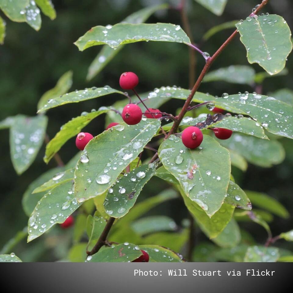 Putnam County tree and shrub seedling sale returns - NewsBreak