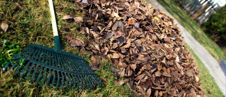 Henderson County Offers No-Charge Leaf Drop-Off Through December 31st ...