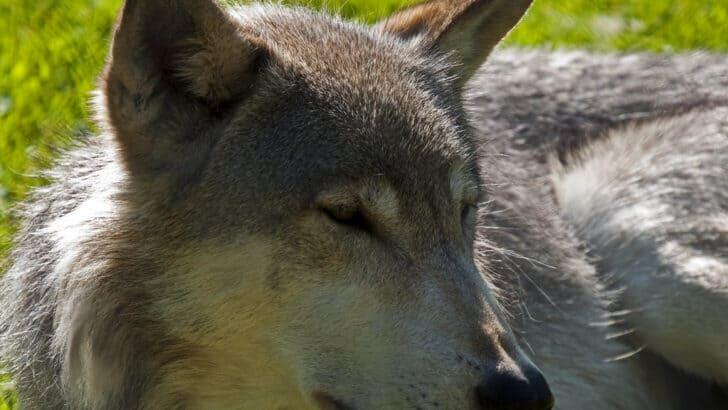 This Wolf Was Preserved Perfectly in Ice