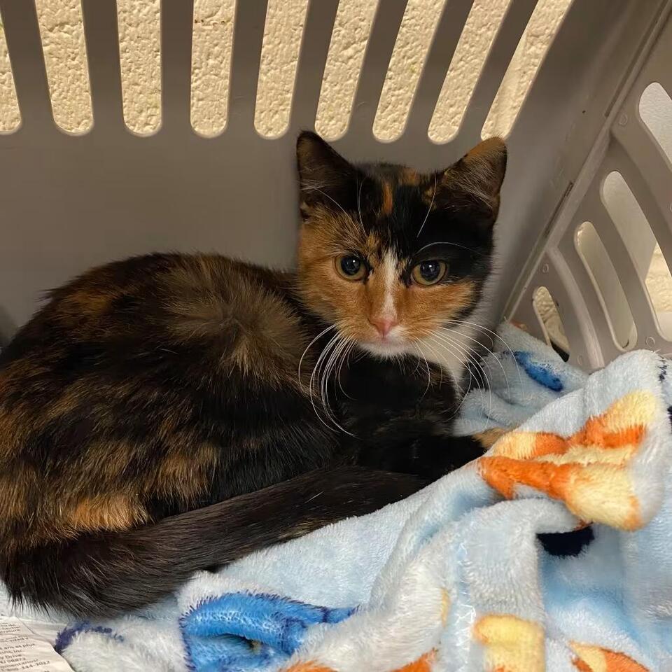 🐱 Memphis Kittens Ready for Adoption and New Homes - NewsBreak