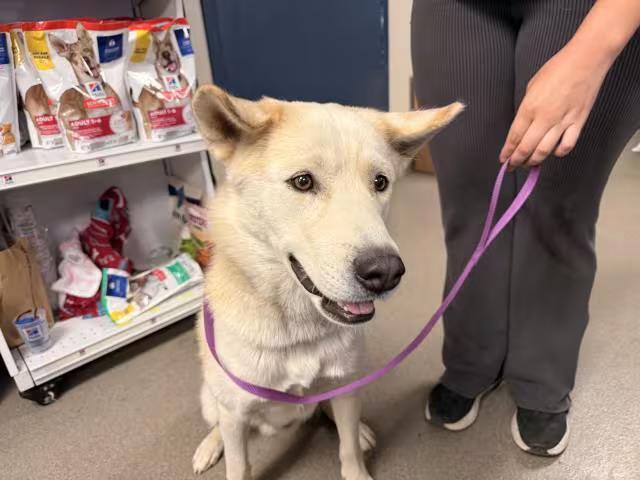 🐶 Playful Young Dogs Waiting for Adoption in Hesperia - NewsBreak